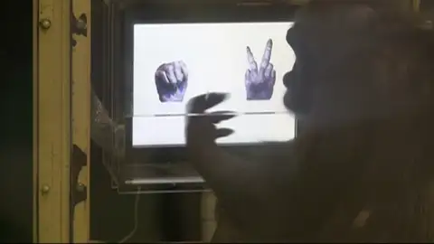 Chimpancés aprenden el mítico juego "piedra, papel o tijera" Chimpancés aprenden el mítico juego "piedra, papel o tijera"