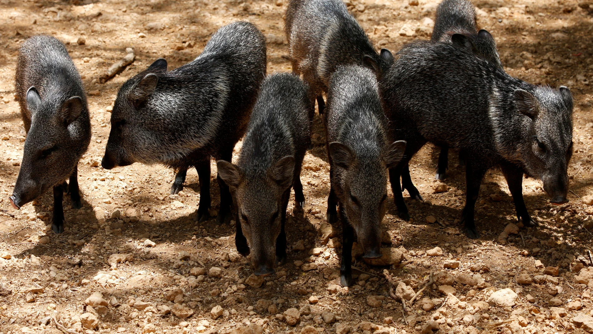 Pecaríes del zoo de Venezuela Pecaríes del zoo de Venezuela