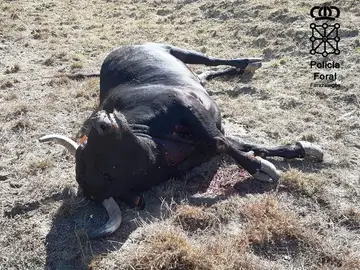 El toro abatido por la Policía El toro abatido por la Policía