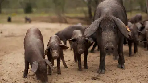 Bautizar a un cerdo pata negra con el nombre de un ex, la curiosa iniciativa de una empresa para salvar la dehesa Bautizar a un cerdo pata negra con el nombre de un ex, la curiosa iniciativa de una empresa para salvar la dehesa