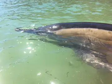 Delfín varado en A Coruña Delfín varado en A Coruña