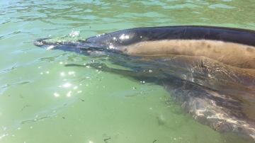 Delfín varado en A Coruña