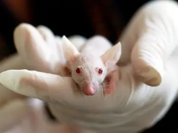 Investigación científica con ratones Investigación científica con ratones