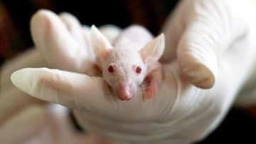 Investigación científica con ratones