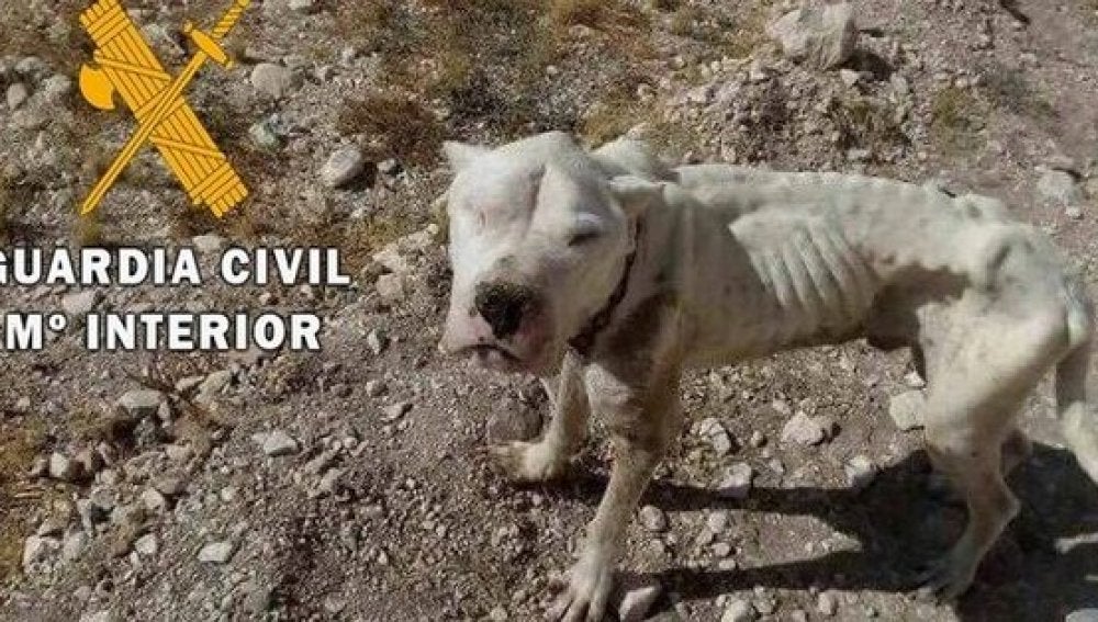 El cachorro rescatado tenía síntomas de desnutrición, deshidratación y afección por leishmaniosis