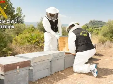 Un detenido y un investigado por envenenar 16 millones de abejas en Montesa Un detenido y un investigado por envenenar 16 millones de abejas en Montesa