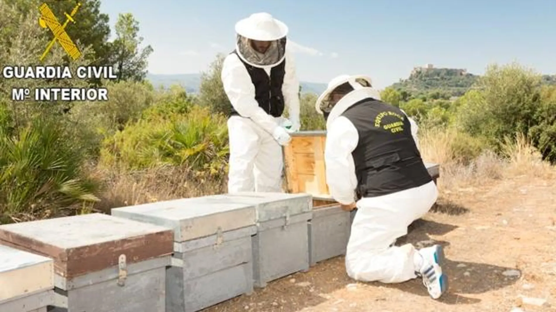 Un detenido y un investigado por envenenar 16 millones de abejas en Montesa Un detenido y un investigado por envenenar 16 millones de abejas en Montesa
