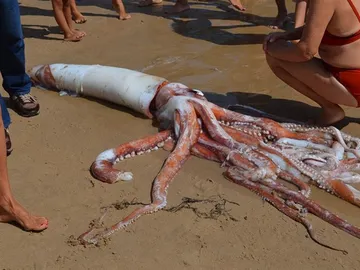 Imagen del calamar gigante encontrado en la playa del Sablón Imagen del calamar gigante encontrado en la playa del Sablón