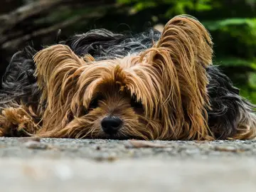 'Adopta un Perro', el comparador para adoptar animales en España 'Adopta un Perro', el comparador para adoptar animales en España