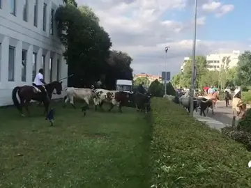 TOROS TOROS