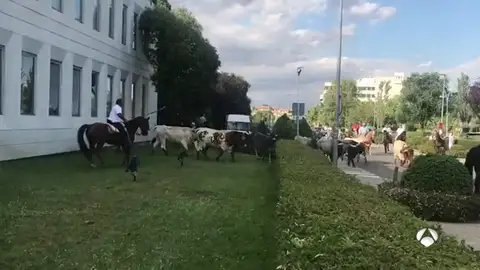 TOROS TOROS