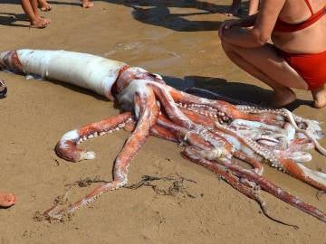Calamar gigante aparecido en Llanes