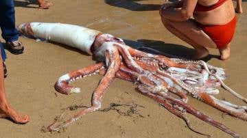 Calamar gigante aparecido en Llanes