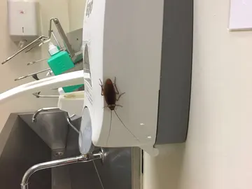 Cucaracha en el Gregorio Marañón Cucaracha en el Gregorio Marañón