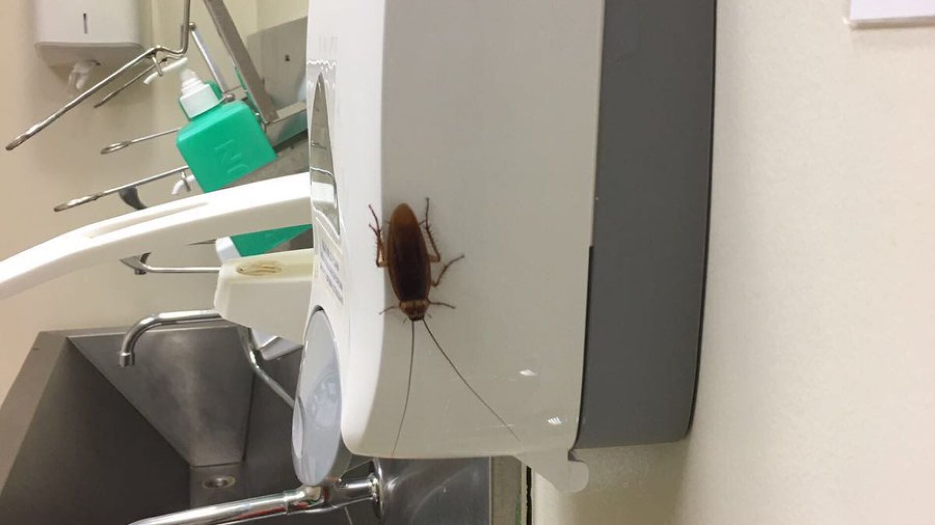 Cucaracha en el Gregorio Mara&ntilde;&oacute;n