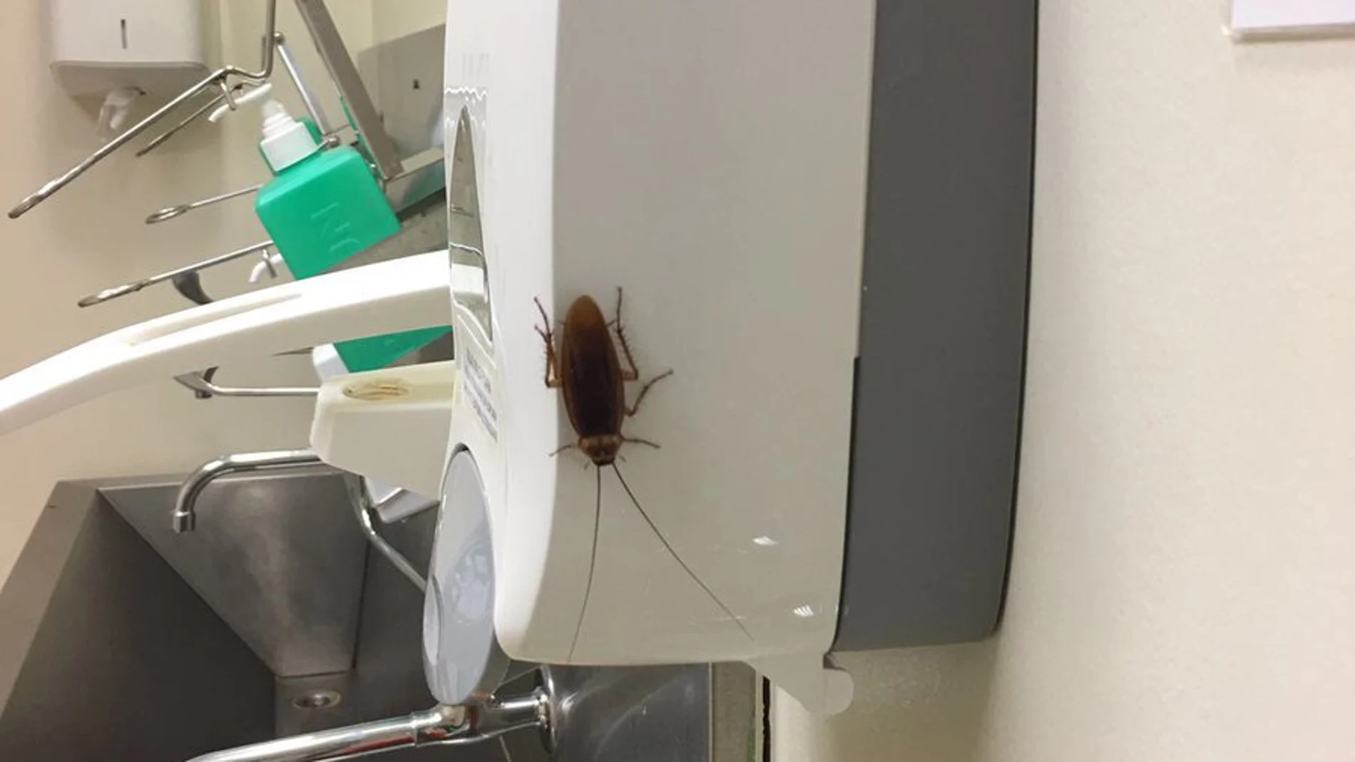 Cucaracha en el Gregorio Marañón Cucaracha en el Gregorio Marañón