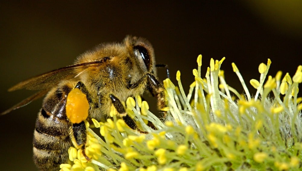 Las abejas se convierten en reinas o en obreras por el microARN de las plantas