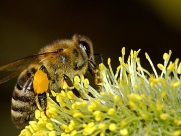 Las abejas se convierten en reinas o en obreras por el microARN de las plantas