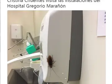Polémico tuit comparando a Cifuentes con la cucaracha gigante del Marañón Polémico tuit comparando a Cifuentes con la cucaracha gigante del Marañón