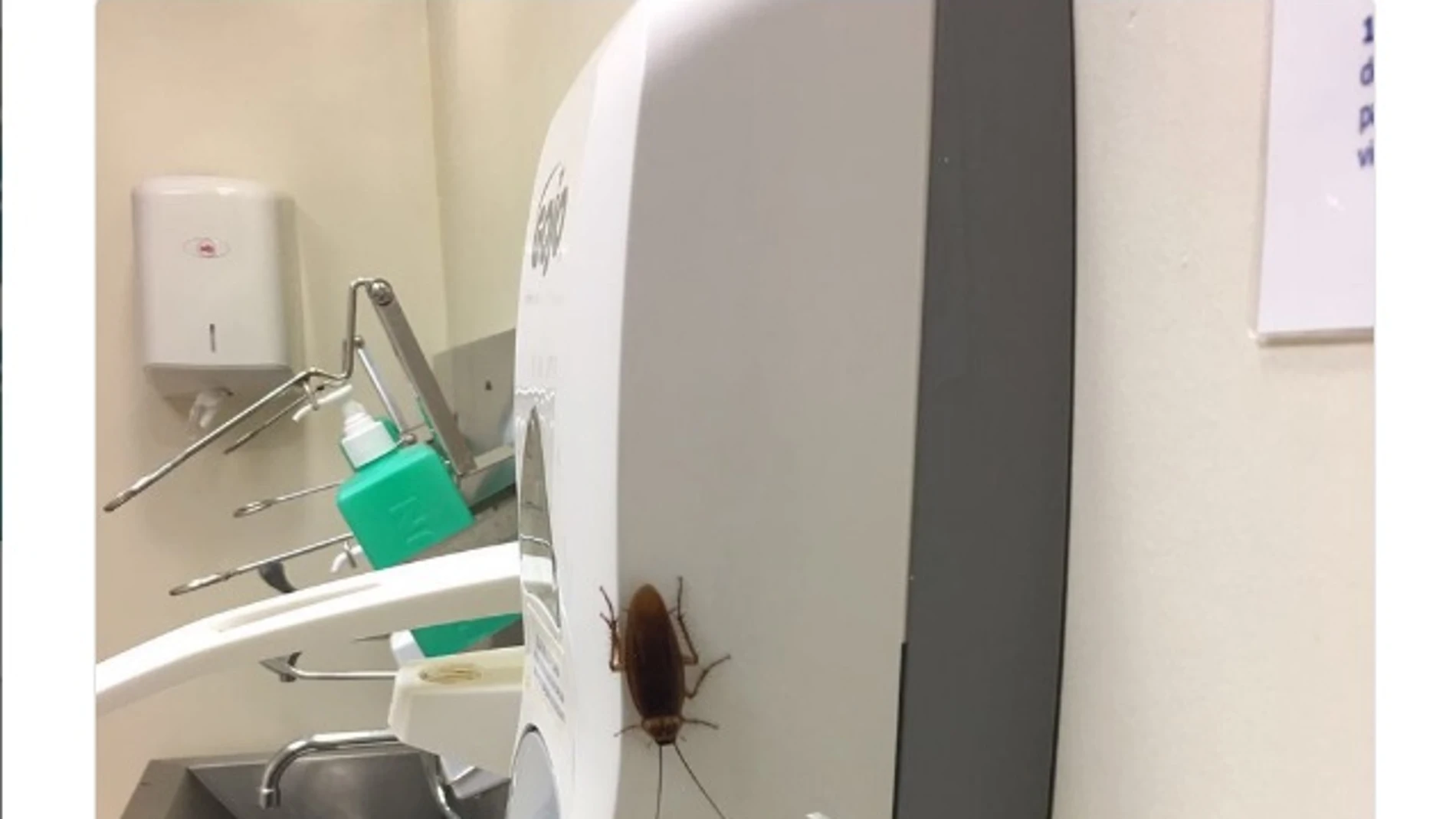 Polémico tuit comparando a Cifuentes con la cucaracha gigante del Marañón Polémico tuit comparando a Cifuentes con la cucaracha gigante del Marañón