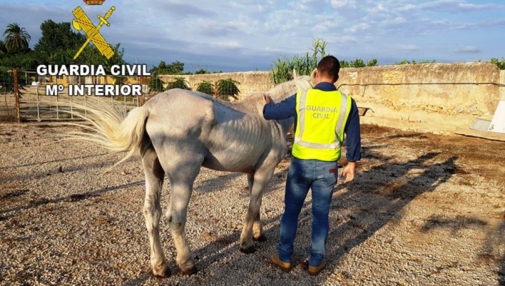 Caballo desnutrido rescatado por la Guardia Civil