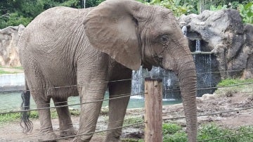 Kaavan, el 'elefante deprimido', será liberado tras pasar 35 años en un zoo