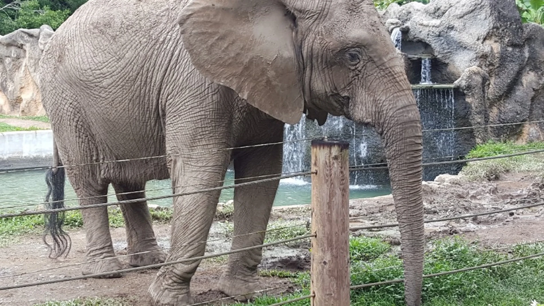 Kaavan, el 'elefante deprimido', será liberado tras pasar 35 años en un zoo Kaavan, el 'elefante deprimido', será liberado tras pasar 35 años en un zoo