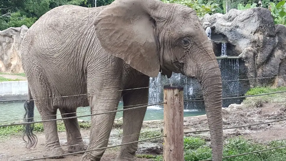 Kaavan, el 'elefante deprimido', será liberado tras pasar 35 años en un zoo Kaavan, el 'elefante deprimido', será liberado tras pasar 35 años en un zoo