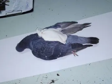 La 'narcopaloma' de la prisión de La Pampa La 'narcopaloma' de la prisión de La Pampa