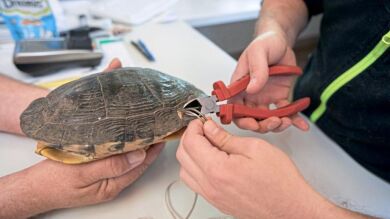 Taladran el caparazón de su tortuga y la atan al jardín para irse de vacaciones en Dortmund