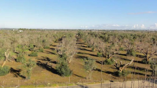 Plantación de olivos afectada por la bacteria Xileya fastidiosa Plantación de olivos