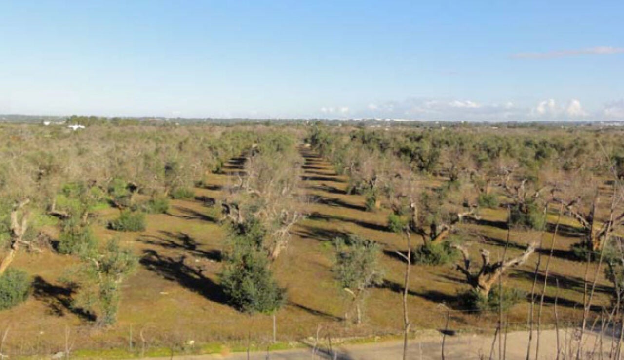 Plantación de olivos afectada por la bacteria Xileya fastidiosa