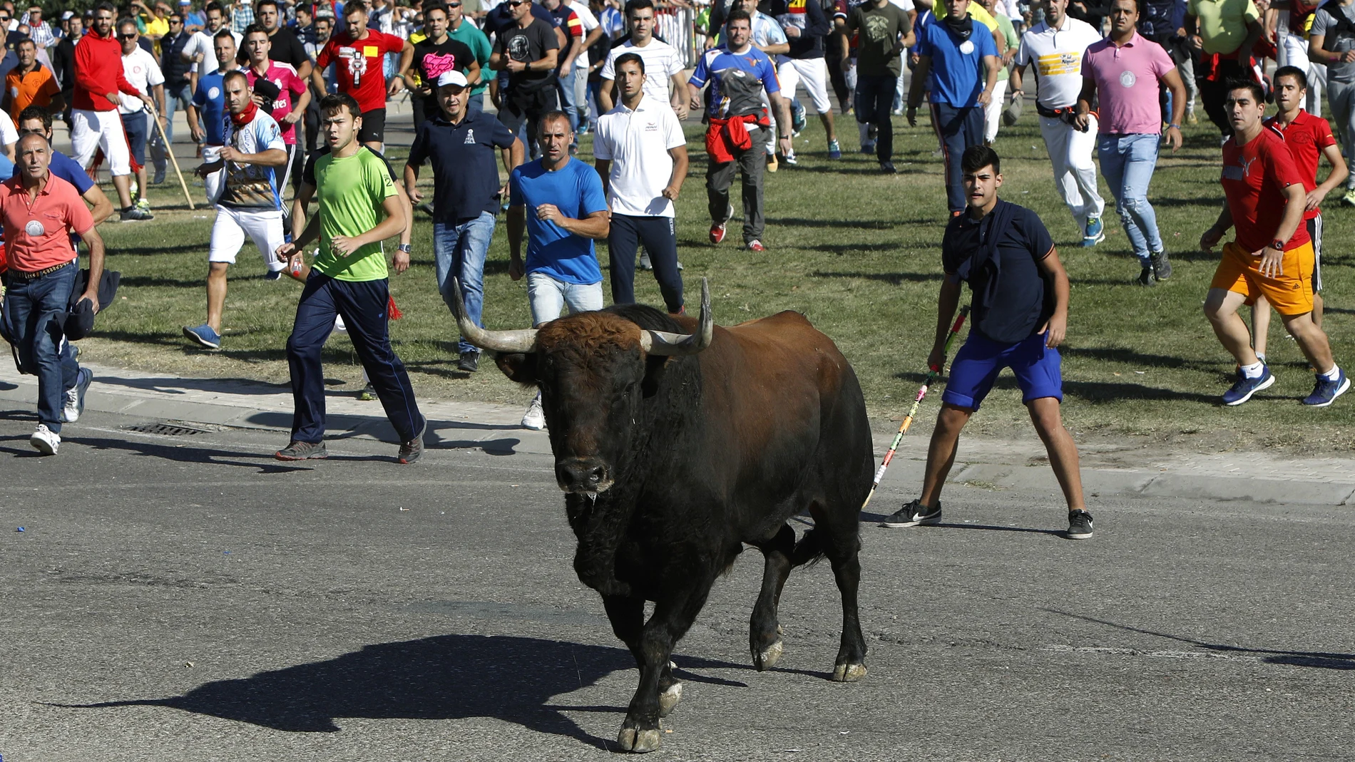 Toro de la Vega 2017 Toro de la Vega 2017