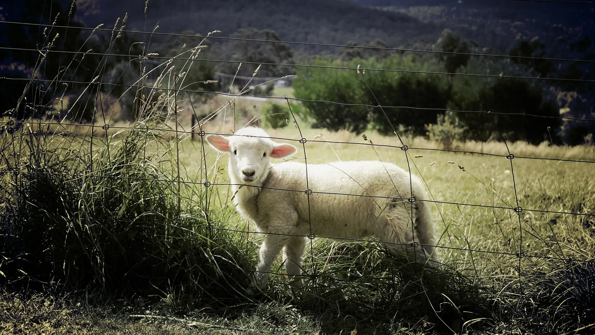 Un cordero pastando en un prado