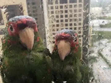 Loros pidiendo refugiarse en Florida Loros pidiendo refugiarse en Florida