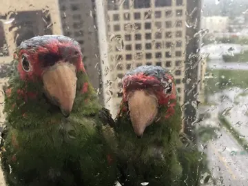 Loros pidiendo refugiarse en Florida Loros pidiendo refugiarse en Florida