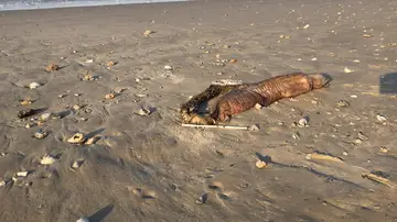 Criatura encontrada en una playa de Texas tras el paso del huracán Criatura encontrada en una playa de Texas tras el paso del huracán