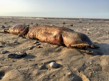 La misteriosa criatura en una playa de Texas