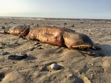 La misteriosa criatura en una playa de Texas La misteriosa criatura en una playa de Texas