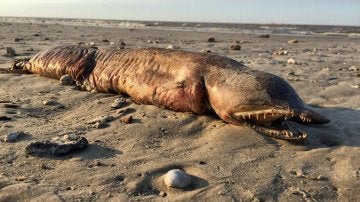 La misteriosa criatura en una playa de Texas