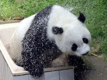La osa Basi, el panda gigante más viejo del mundo que vivía en cautividad, en el zoo de Fuzhou, sureste de China La osa Basi, el panda gigante más viejo del mundo que vivía en cautividad, en el zoo de Fuzhou, sureste de China