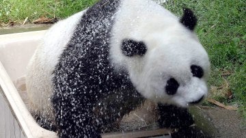 La osa Basi, el panda gigante más viejo del mundo que vivía en cautividad, en el  zoo de Fuzhou, sureste de China