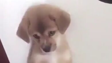 La nueva sensación de Internet: el cachorrito arrepentido que enamora con su ternura tras una bronca de su dueño