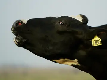 Una vaca Una vaca