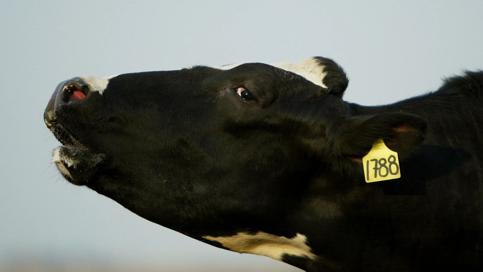 Una vaca Una vaca