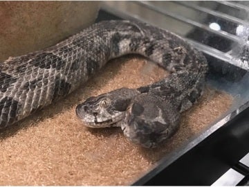 Serpiente de cascabel de dos cabezas encontrada por un electricista