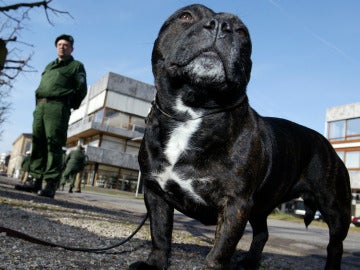 Staffordshire bull terrier, la raza del perro drogado 