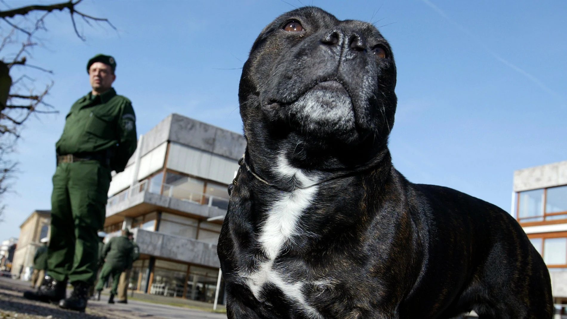 Staffordshire bull terrier, la raza del perro drogado Staffordshire bull terrier, la raza del perro drogado