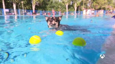 Los perros, invitados VIP en el último día de piscina en la localidad madrileña de Daganzo