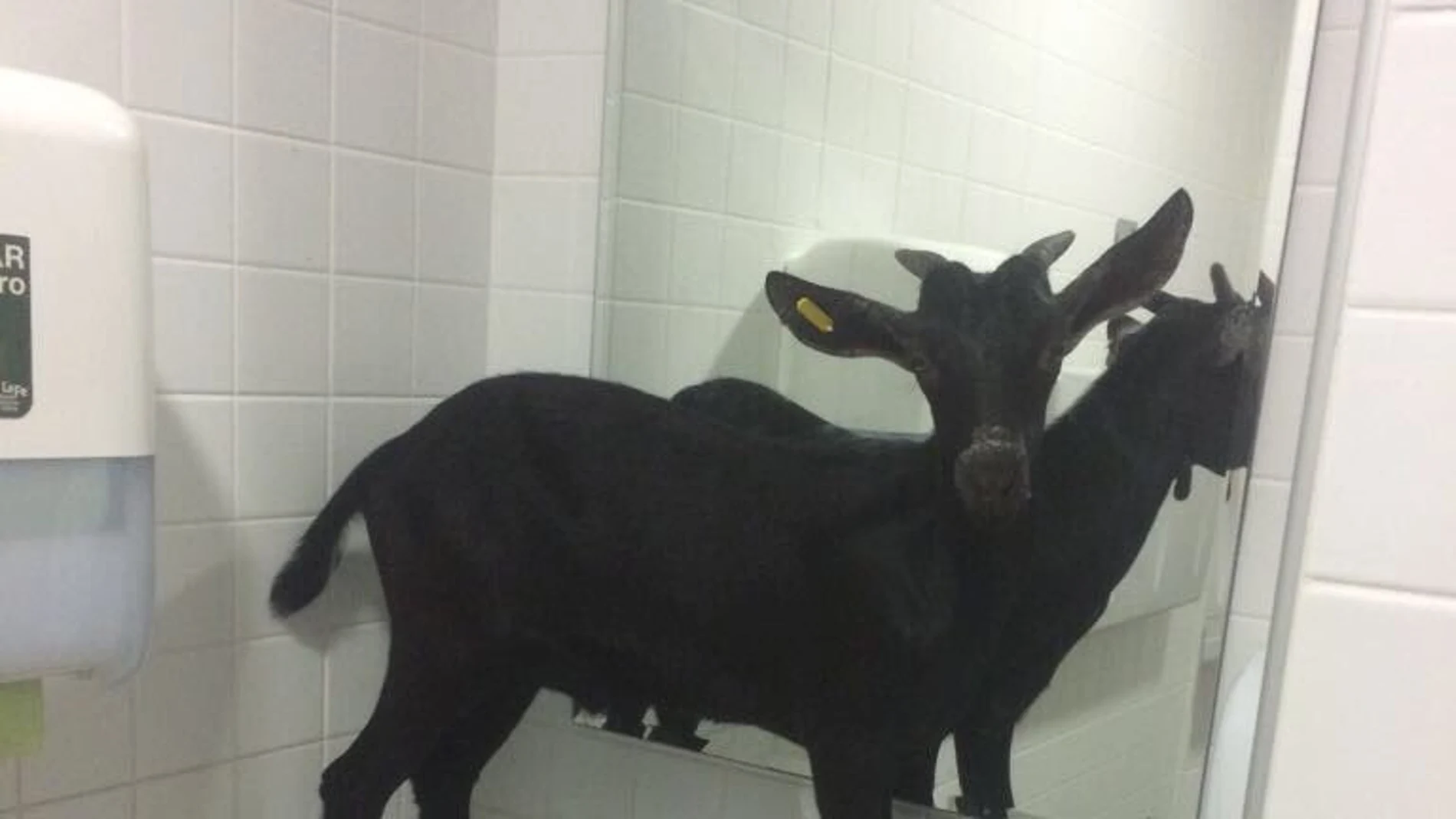 Cabra en el Hospital La Fe Cabra en el Hospital La Fe